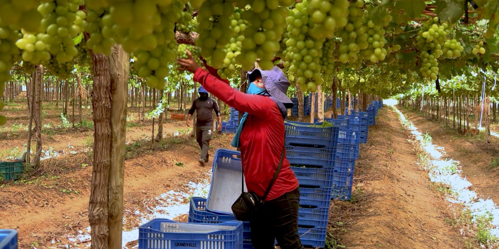 Exploração de trabalhadores rurais sustenta fruticultura bilionária